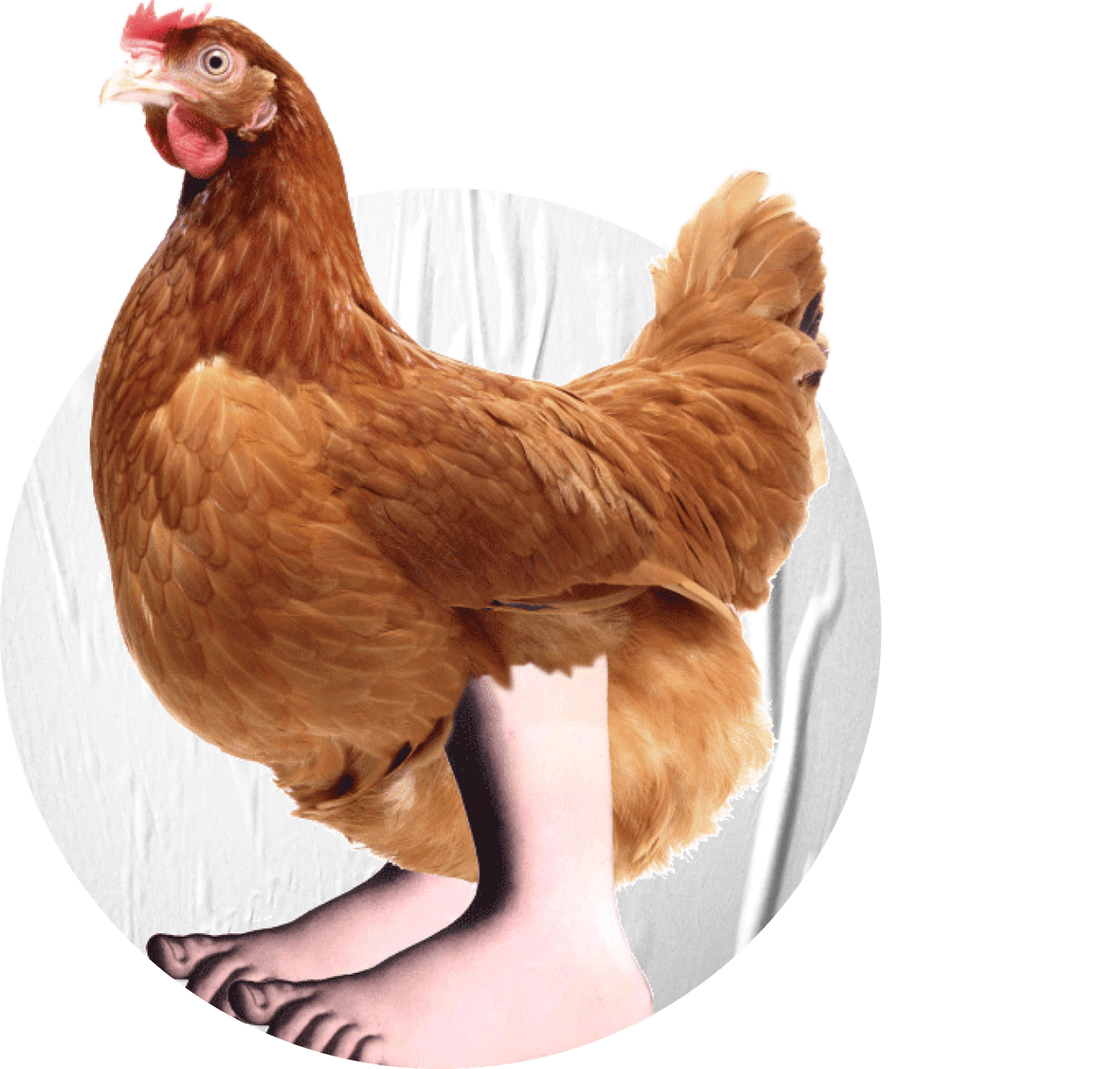 Chicken with human feet