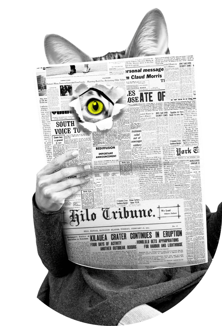 Informierte Katze