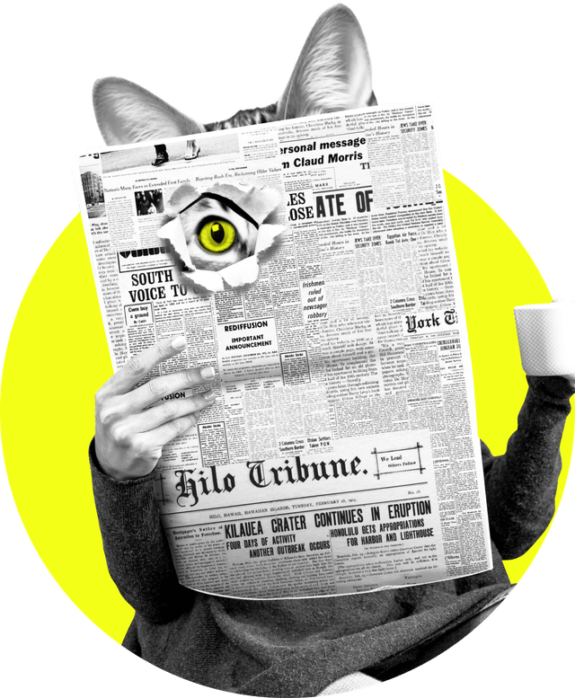 Katze liest Zeitung