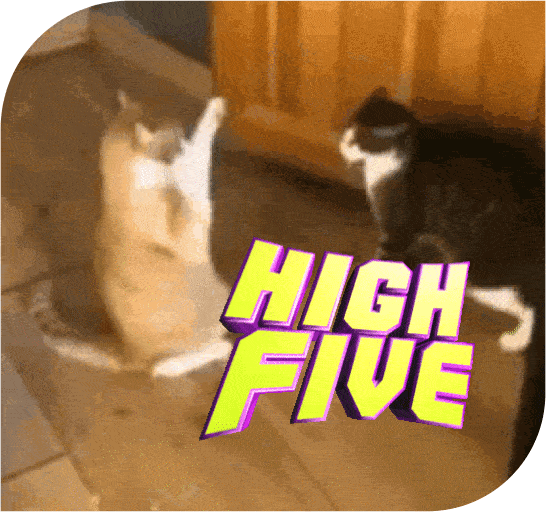 Katzen geben sich High Five